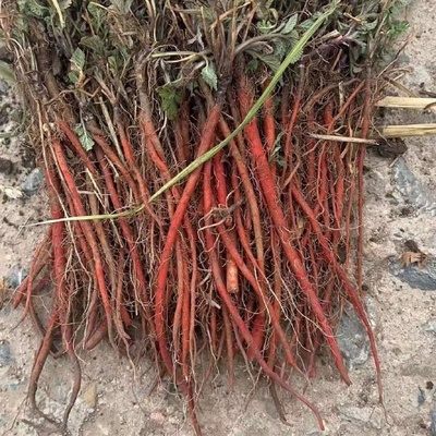 丹參種苗與藥品批發市場的雙軌發展 機遇、挑戰與規范路徑